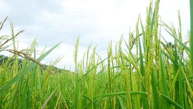 Rice Paddy with Developing Grains, Skyward Perspective photo