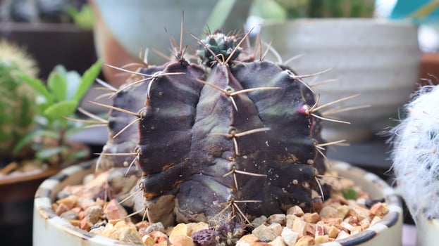 Dark-Spined Gymnocalycium Cactus in a Pot photo