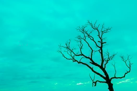 A lone tree stands in the middle of a field photo