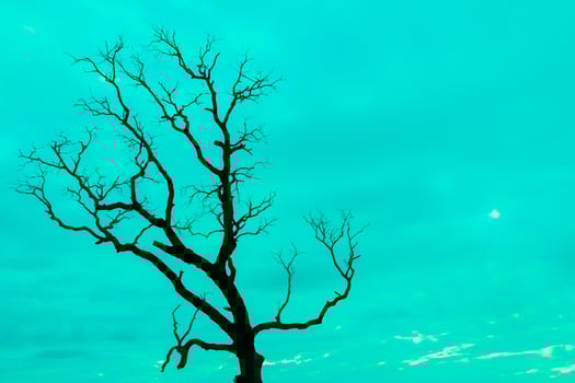A lone tree in the middle of a field photo