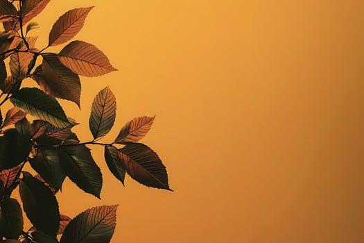 Golden Hour Leaves A Branch of Autumn Foliage Against a Warm Background. photo