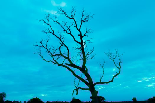 A lone tree in a field photo