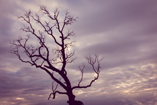 A dead tree on a hill with a cloudy sky photo