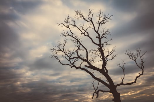 A dead tree stands in front of a cloudy sky photo