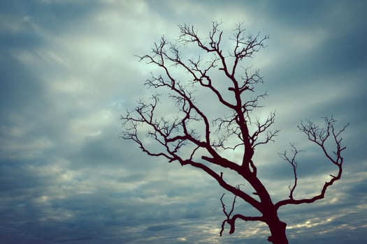 A tree is silhouetted against a cloudy sky photo