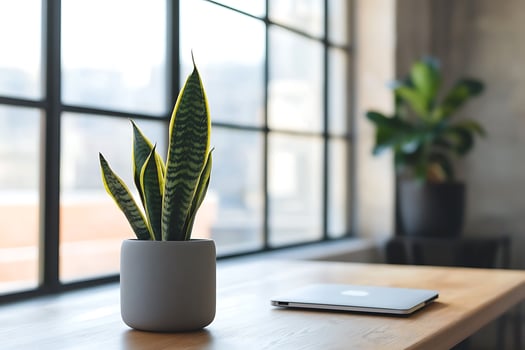 Modern Office Workspace with Snake Plant and Laptop. A stylish and minimalist home office scene featuring a potted snake plant on a wooden desk near a large window. photo
