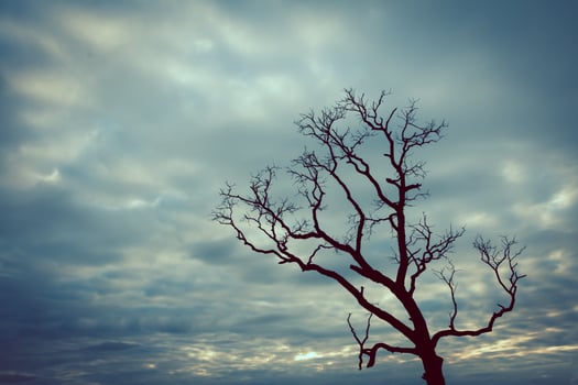 A lone tree stands in front of a cloudy sky photo