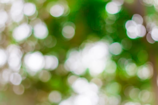A close up of a green tree with a leaf photo