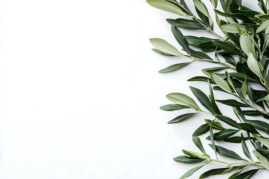 Olive Branch Border on White Background Elegant Nature Design. photo