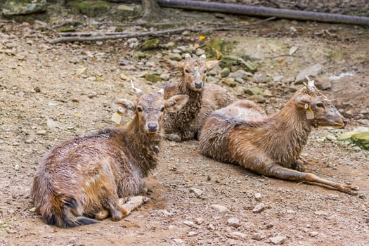 Three goats sitting on the ground next to each other photo