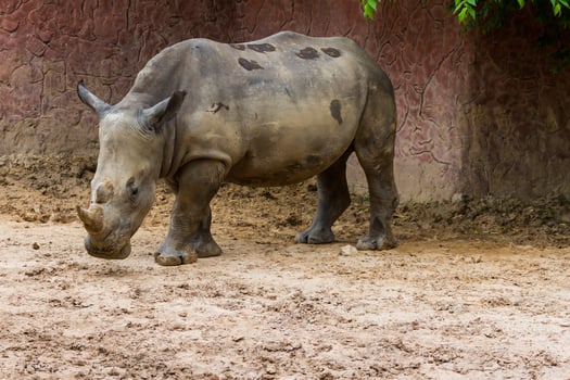 A rhino standing in the dirt photo