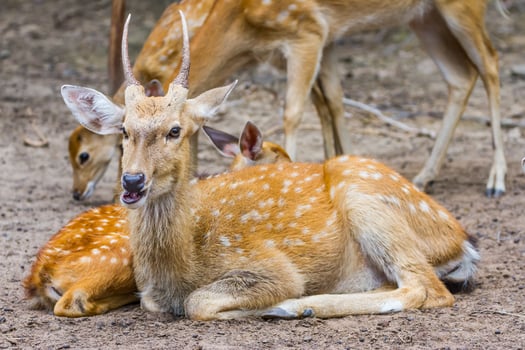 A deer laying down in the dirt with another deer standing nearby photo