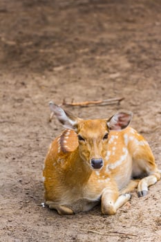 A deer laying down on the ground photo