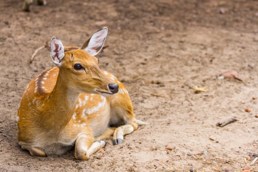 A deer laying on the ground in a dirt area photo