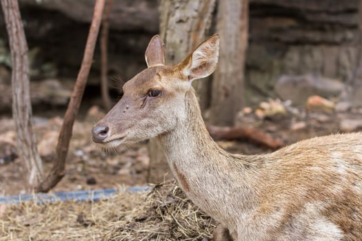 A deer is sitting in a dirt area photo