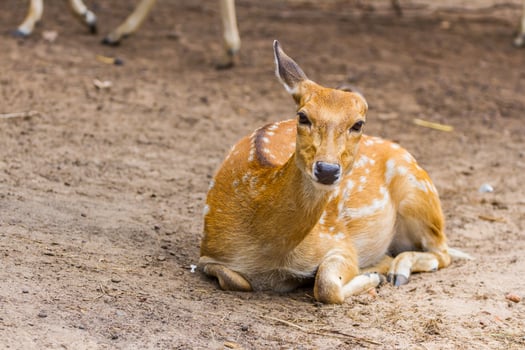 A deer laying down on the ground with other animals around it photo
