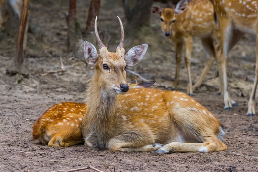 A deer laying down in the dirt with other deer photo