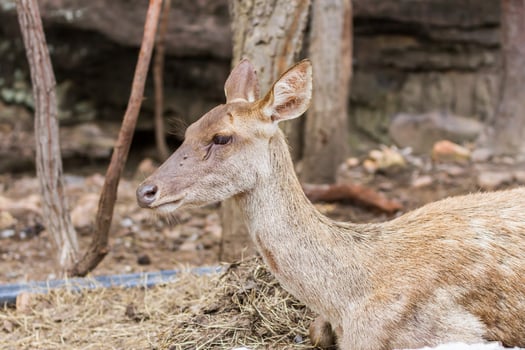 A deer laying down in a field next to a tree photo