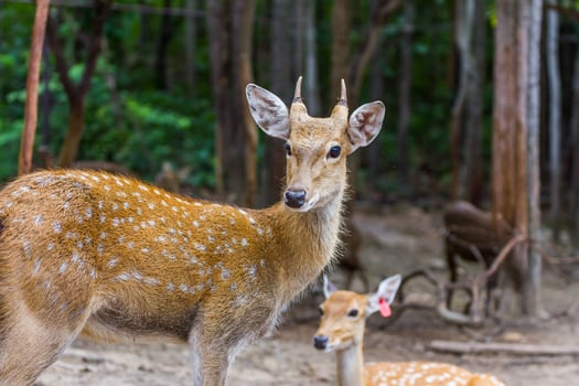 A deer and a baby deer standing in the dirt photo