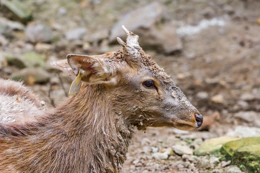 A close up of a deer with mud on its face photo