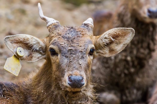 A close up of a deer with a tag on its ear photo