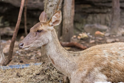 A deer laying down in a dirt area photo