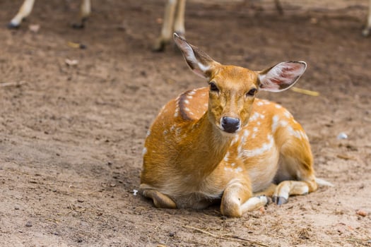 A deer laying down in the dirt with other animals photo