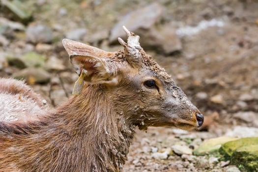 A close up of a deer with mud on it's face photo