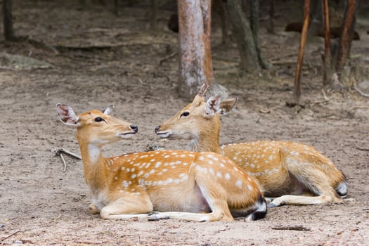 Two deer laying down in the dirt next to each other photo