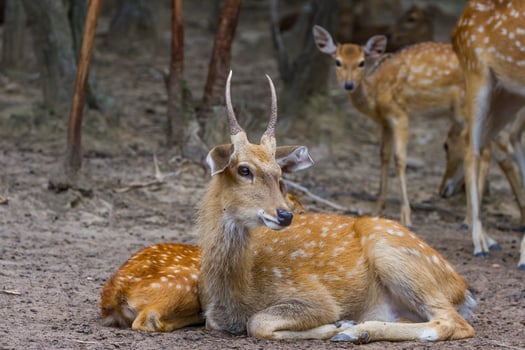 A deer laying down in the dirt next to other animals photo