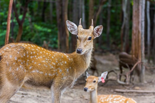 A deer standing next to another deer in the woods photo