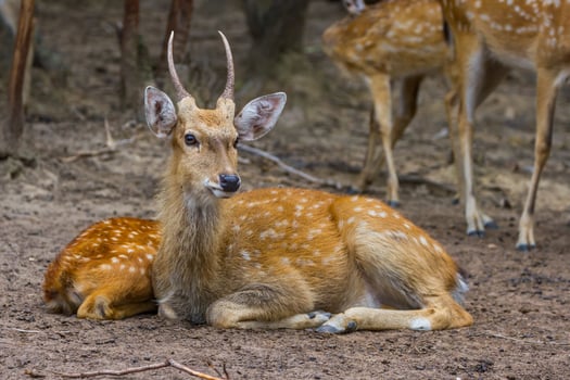 A deer laying down in the dirt with another deer behind it photo