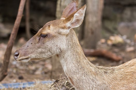 A deer with a brown face and brown eyes photo