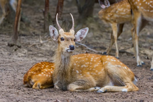 A deer laying down in the dirt photo