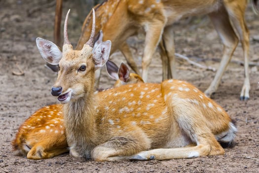 A deer laying down next to another deer photo