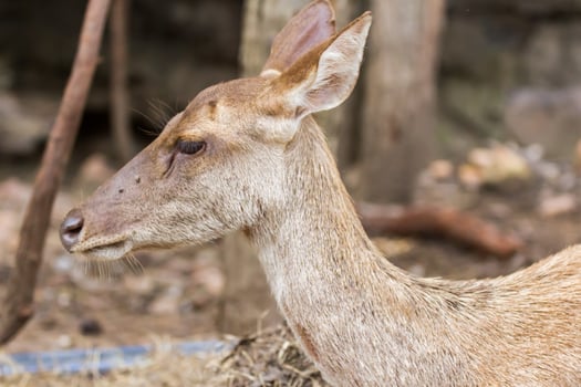 A deer with brown eyes and a long nose photo