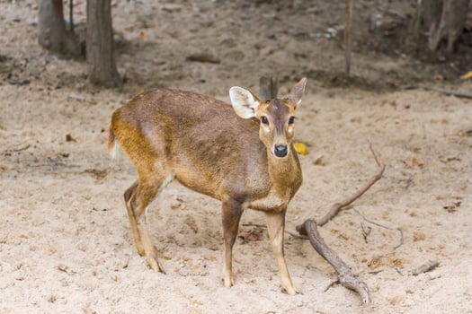A deer standing in the sand photo