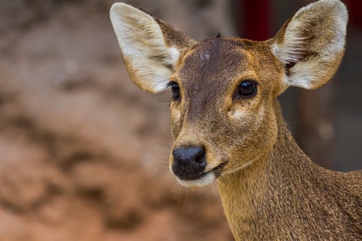 A close up of a deer with large ears photo