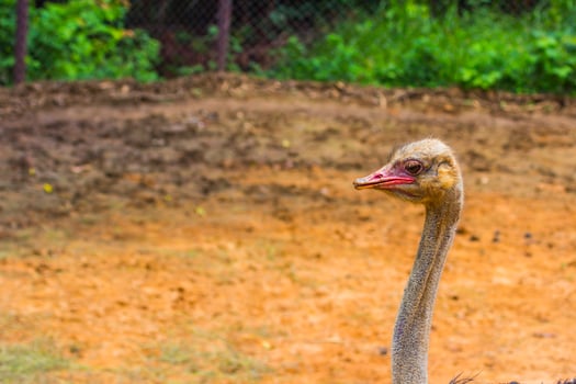 A large ostrich standing in a dirt field photo