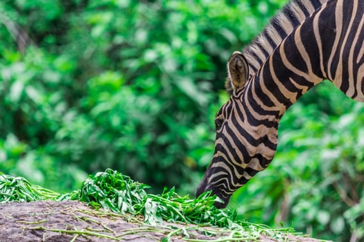 A zebra eating grass in the wild photo