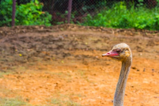 A close up of an ostrich in a zoo photo