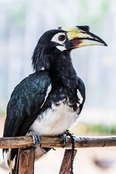 A hornbill bird sitting on a wooden post photo