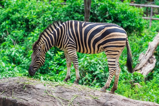 A zebra eating grass on a rock in the wild photo