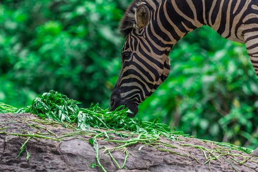 A zebra eating grass on a rock photo
