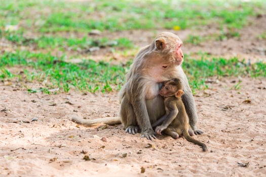 A monkey with a baby sitting on the ground photo