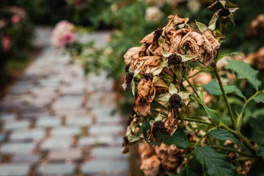 Dried flowers line a cobblestone path in a serene garden capturing the essence of natures cycle in late autumn afternoon light photo