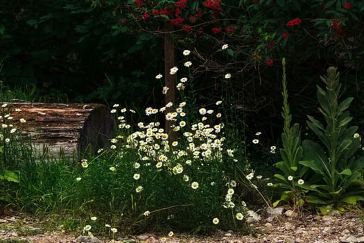 Wild daisies and red berries in nature photography landscape background photo