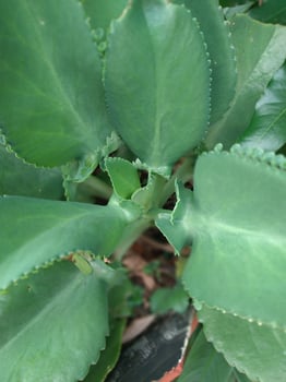 Kalanchoe daigremontiana or Mother of thousands plant, previously known as Bryophyllum daigremontianum photo