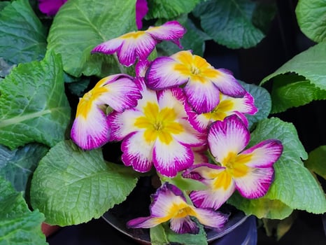 Beautiful house flowers indoor primrose. photo