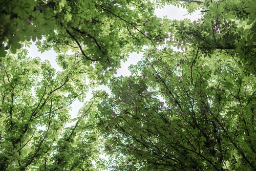Trees Leaves Canopy. Spring foliage viewed upward in forest creating natural green ceiling. photo